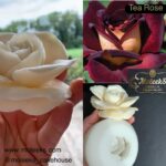 Moleeks Tea Rose