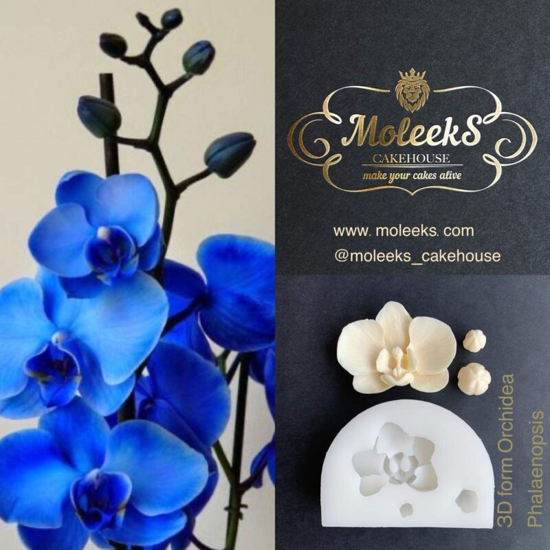 Moleeks Orchidea