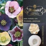 Moleeks Helleborus