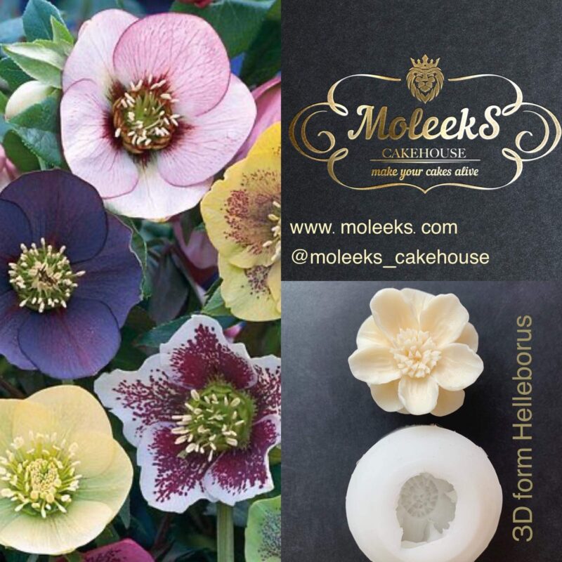 Moleeks Helleborus