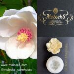 Moleeks Magnolia