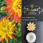 Moleeks Dahlia