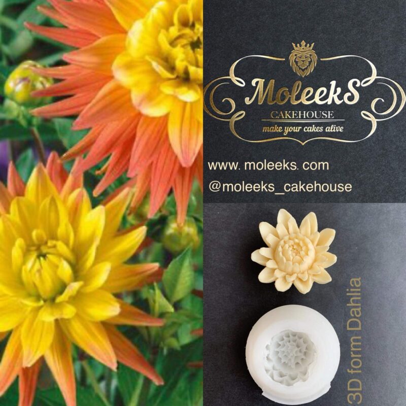 Moleeks Dahlia