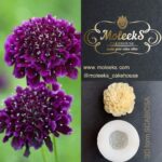 Moleeks Scabiosa