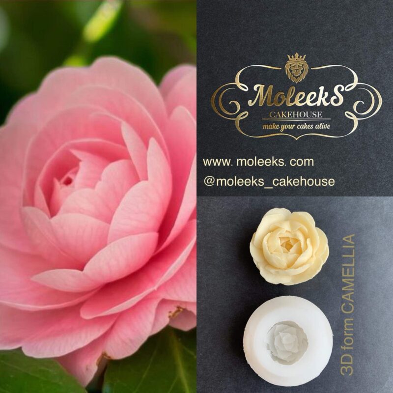 Moleeks Camellia