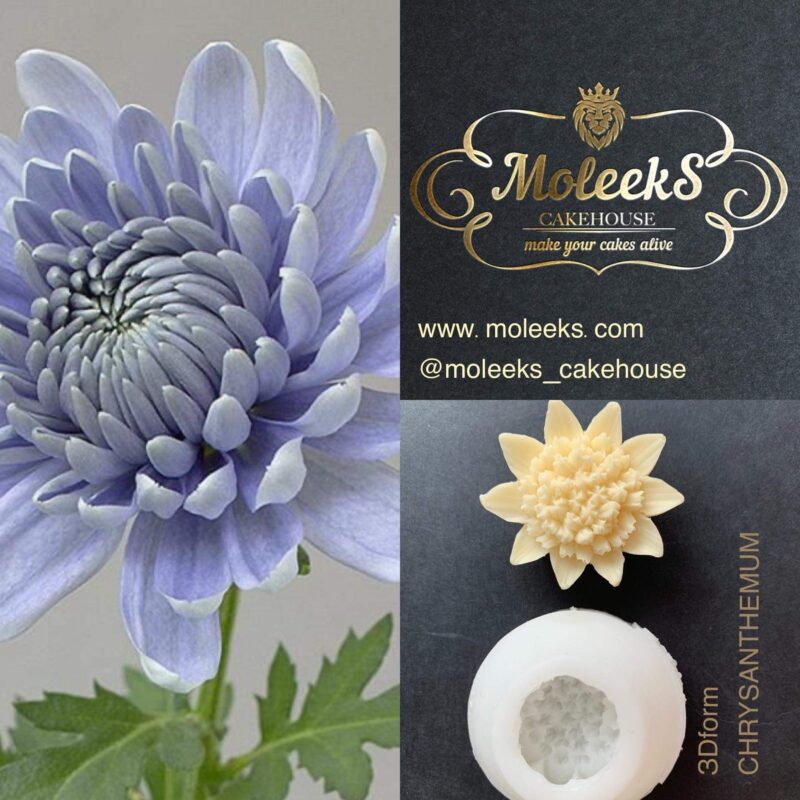Moleeks Chrysanthemum