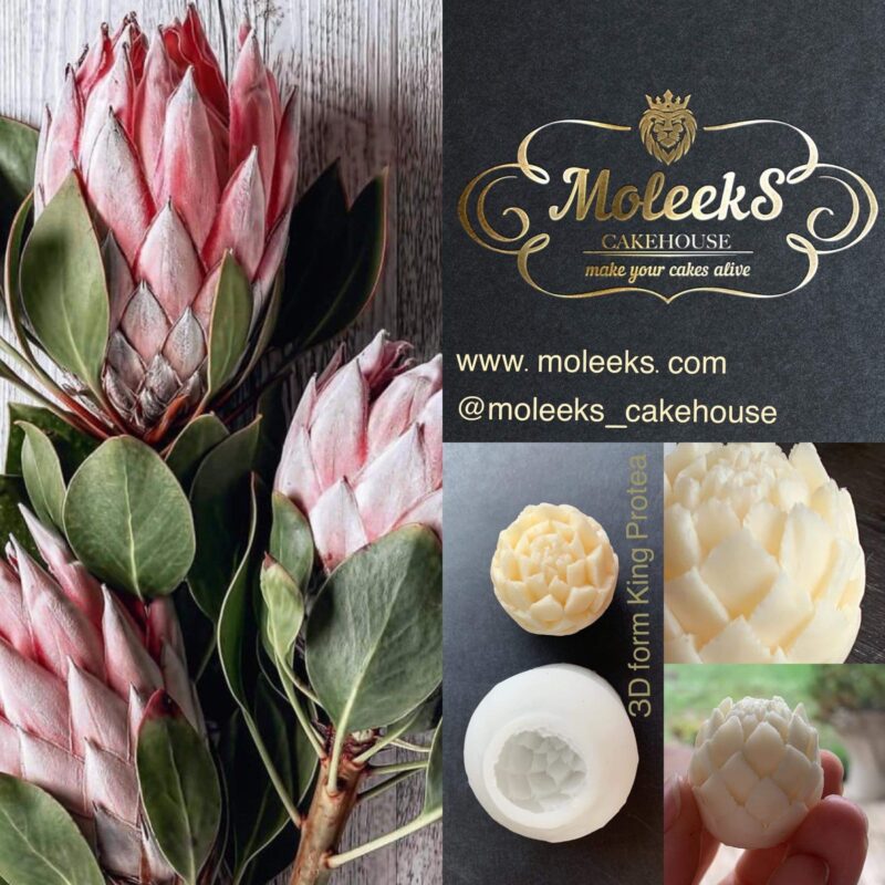Moleeks King Protea